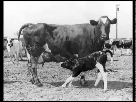 From Dairy Valley To Cerritos video thumbnail